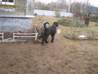 IMG_0127.JPG (152.09 КБ) 3244 просмотра Гордо удалилась Лёлька с законной добычей