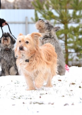 88241728_227118322018624_828006872182161408_n.jpg (98.43 КБ) 5093 просмотра Мухтар Бубурович))собственной рыжей лохматой персоной