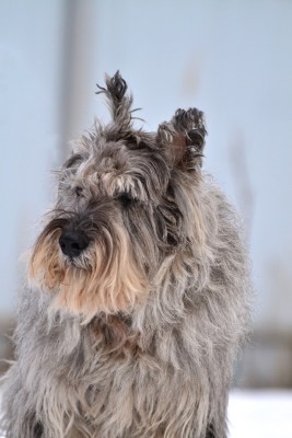 87503707_2320261901606649_5256190193844617216_n.jpg (135.02 КБ) 5199 просмотров Генка -красавец))