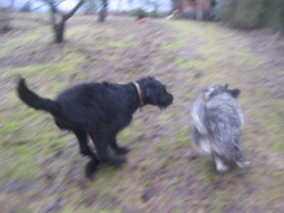 IMG_0223.JPG (102.77 КБ) 2639 просмотров Два зайца))