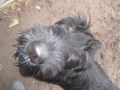 IMG_0184.JPG (107.64 КБ) 5038 просмотров Лёлька принимает поздравления)) (и баранки))