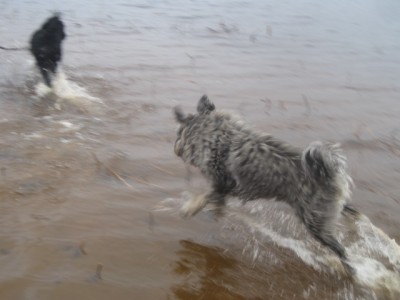 IMG_0203.JPG (75.84 КБ) 5137 просмотров Если купается Генка- значит уже Весна))) (примета)