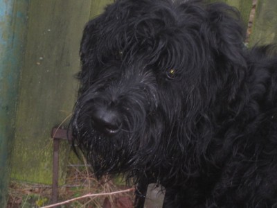 IMG_0228.JPG (91.24 КБ) 5137 просмотров Всем самого-самого главного-Здоровья Вашим хвостикам!!!