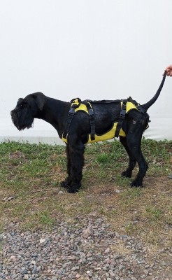 ПАТРИК