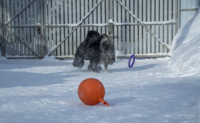 AZpy_omylUA.jpg (109.34 КБ) 12176 просмотров Первым прибежит Шкипер, а доставать будет Тёма))