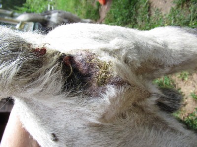 IMG_4486.JPG (155.75 КБ) 23031 просмотр вид сзади(