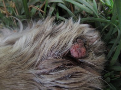 IMG_4482.JPG (135.47 КБ) 22888 просмотров правая передняя((