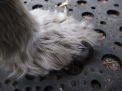 IMG_4491.JPG (100.78 КБ) 23175 просмотров вот этот коготь(