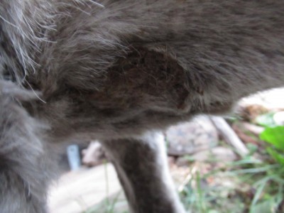 IMG_4494.JPG (114.89 КБ) 23175 просмотров блямба под животом(( плотная, твёрдая и неподвижная((