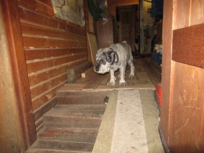 IMG_4631.JPG (132.58 КБ) 3062 просмотра Филя выбирает где спускаться))