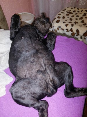 320514664_697384761773293_3461387171237541688_n.jpg (154.63 КБ) 40638 просмотров И маленькая мерзкая Нанзя (текст авторский) )))