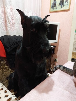 320694885_5443464209116406_6023720062586242881_n.jpg (108.67 КБ) 40638 просмотров Горгона