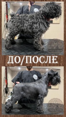 Grooming house- Вы лучшие!