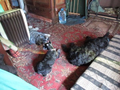 IMG_8711.JPG (180.36 КБ) 27868 просмотров и вот уже в стае)))