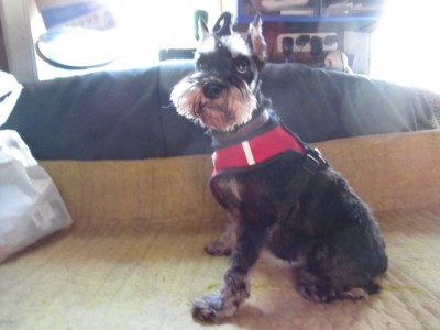 IMG_8713.JPG (104.88 КБ) 25021 просмотр Ну вот очень милая принцесса)))