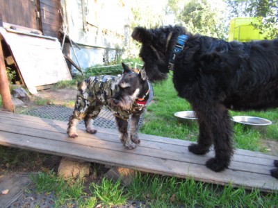 IMG_8728.JPG (169.73 КБ) 25021 просмотр Не расстраивайся,тебе идёт))) Мне вот совсем ничего не купили....кроме шлейки...