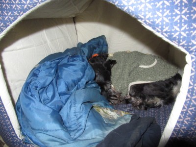 IMG_8769.JPG (147.98 КБ) 23595 просмотров На ночь вьём гнездо и надеваем пижамку))