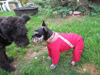 IMG_8776.JPG (204.85 КБ) 23595 просмотров Хорошо быть девочкой, в красненьком пальто, можно и в зелёном, но уже не то)))Чапе завидно...))) хоть её тоже одевай)))