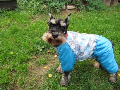 IMG_8781.JPG (206.65 КБ) 23595 просмотров Шикарные комбезы!! тёплые и удобные!! Точно на Фабуську!!!