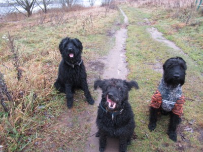 IMG_9134.JPG (206.35 КБ) 7642 просмотра Баранок хочется...всегда))