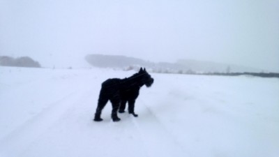 WP_20130205_017.jpg