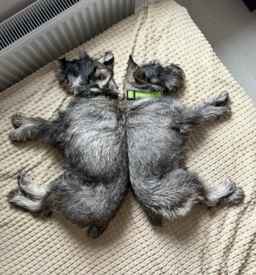 Перчик и ПряникT.jpg