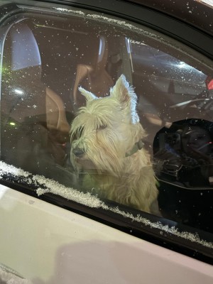 Охрана и сигнализация в одном лице!