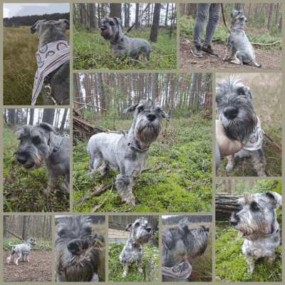 collage-maker (1).png