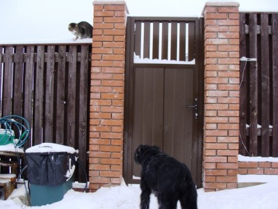 Разговор с котом