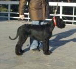 Огненная стихия