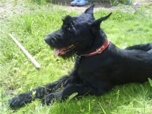 Мини макси ориона