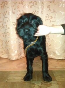 Веник