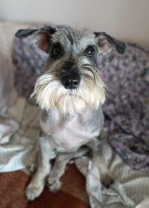 ИЗАБЕЛЛА (ЖАКИРА ЖЕРОНА)