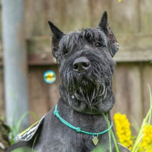 ДЖОЙ (Донской Артегор Жан-Дарм)