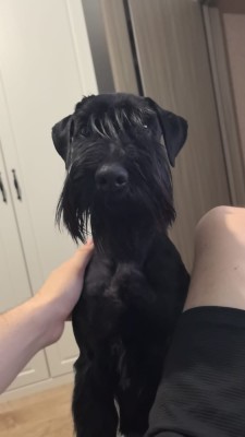 БАРРИ (ХОЛЬСТЕН)