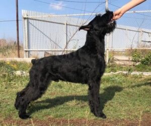 ПЕРС (Прайз фо Олл)