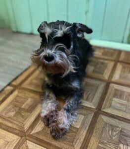 ХАЙДИ (Ронтери Хайди)