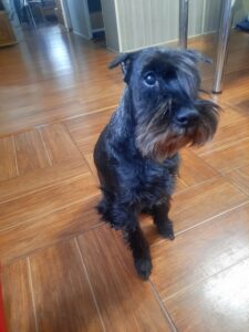 ЛОРИ (Достояние Прикамья Белора Барса)